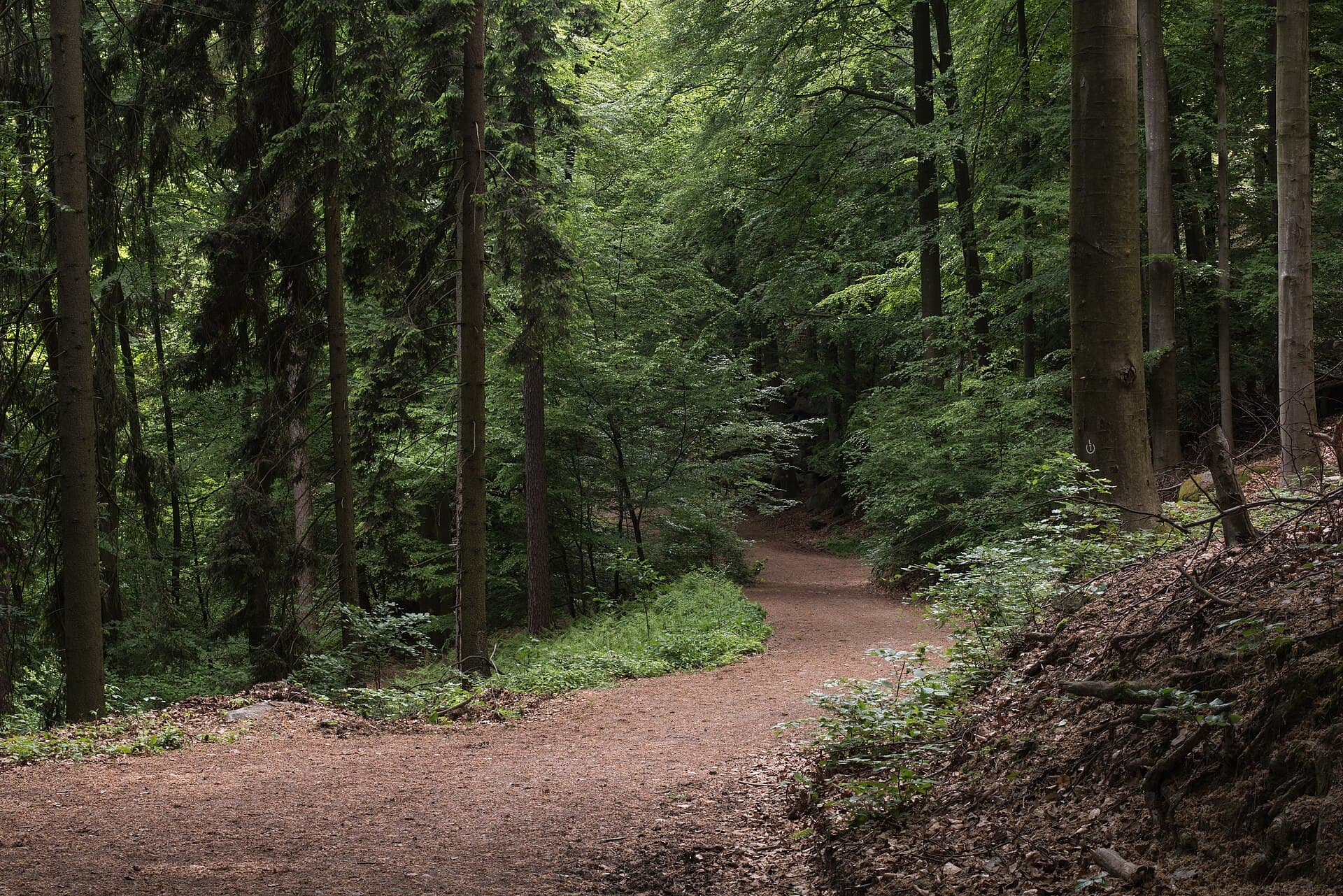 Ein Wanderweg durch einen Wald als Sinnbild für den eigenen Lernpfad